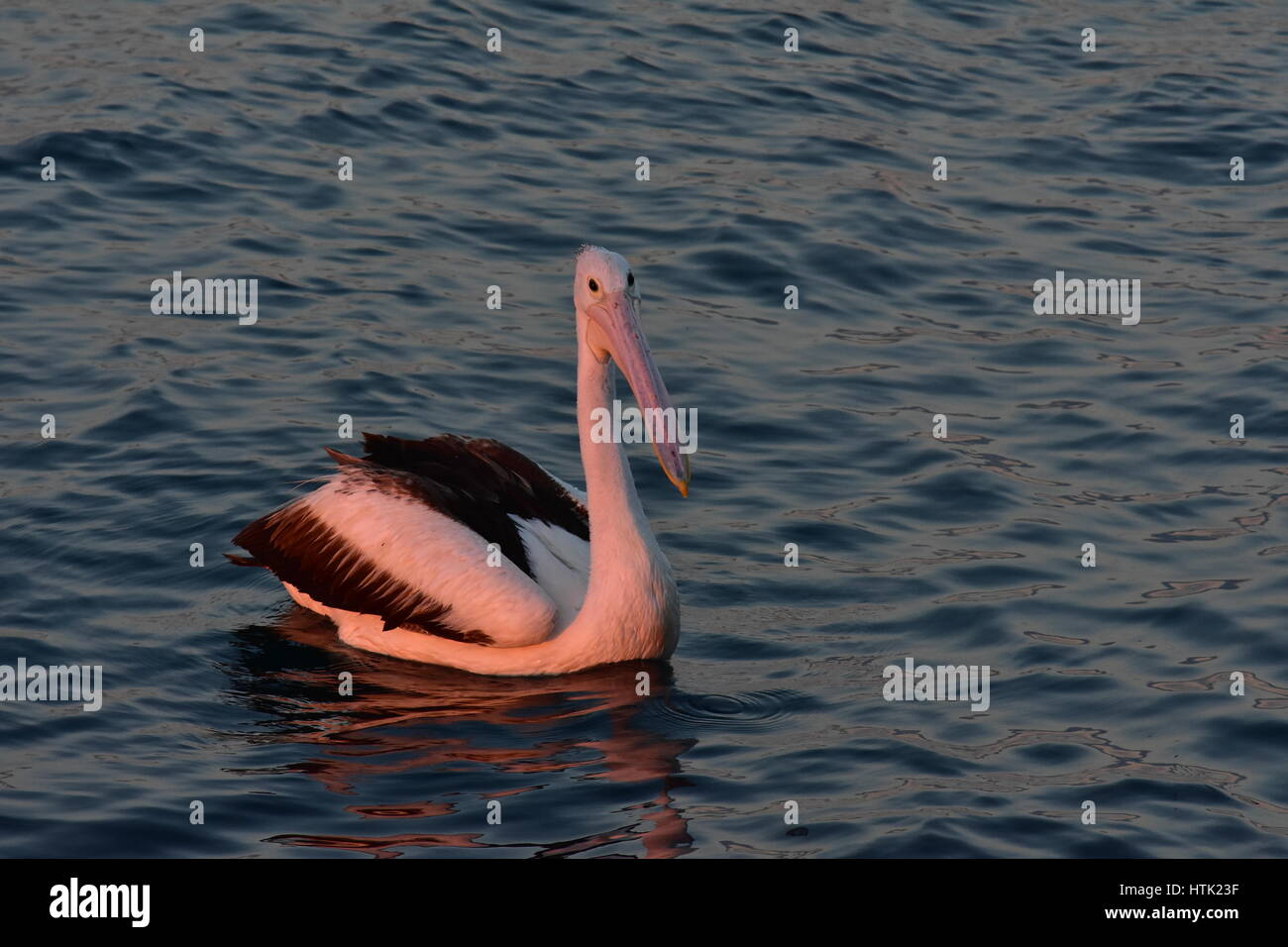 Australian pelican Pelecanus conspicillatus on calm water surface in late evening light. Stock Photo
