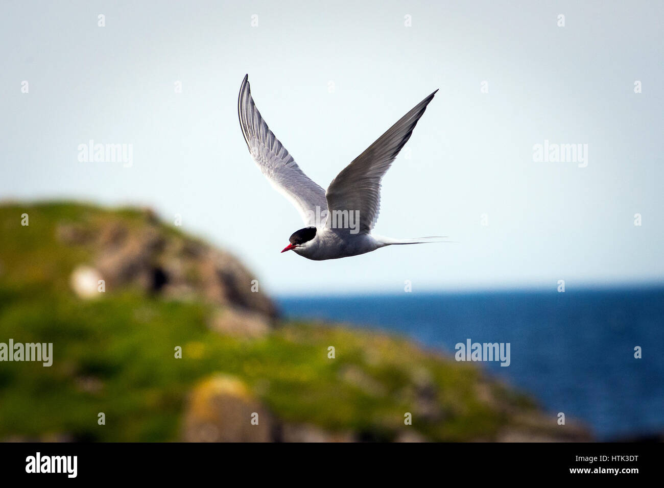 The beautiful Artic Tern in full flight Stock Photo