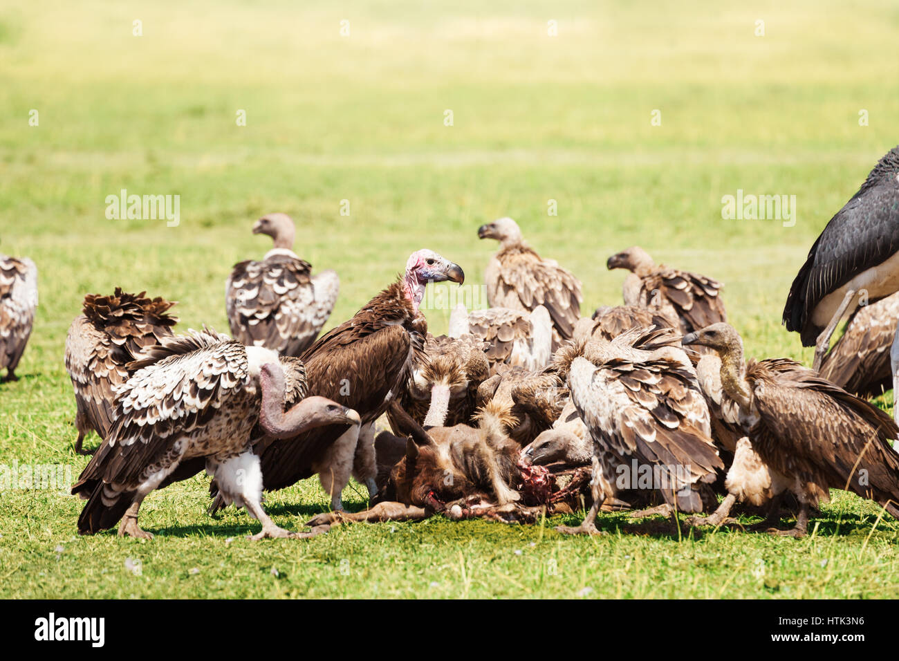 Vulture eating flesh hires stock photography and images Alamy