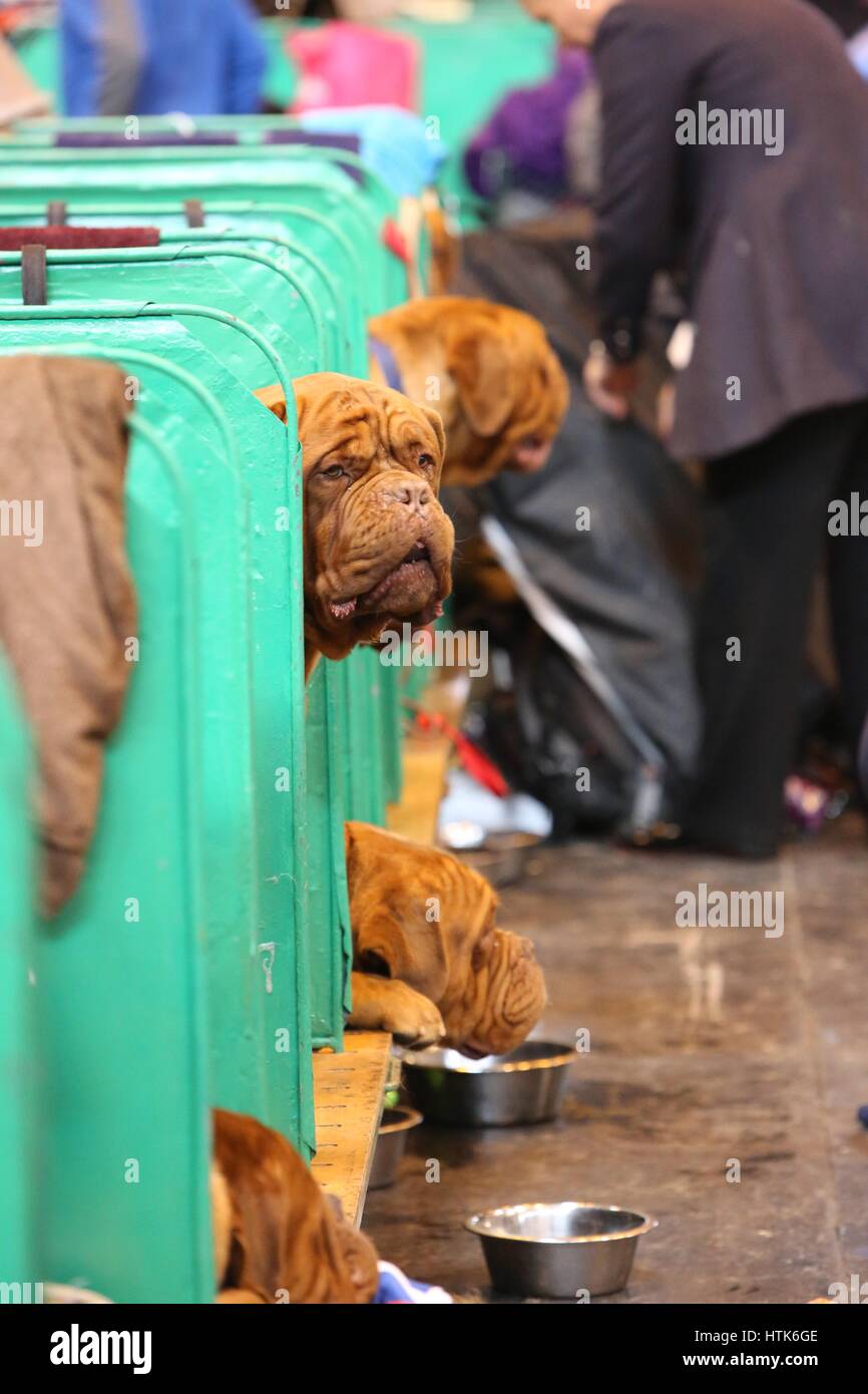 Crufts, Birmingham, UK. 12th March 2017. Dogue de Bordeaux keeps an eye on things at the final day of Crufts 2017. ©Jon Freeman/Alamy Live News Stock Photo