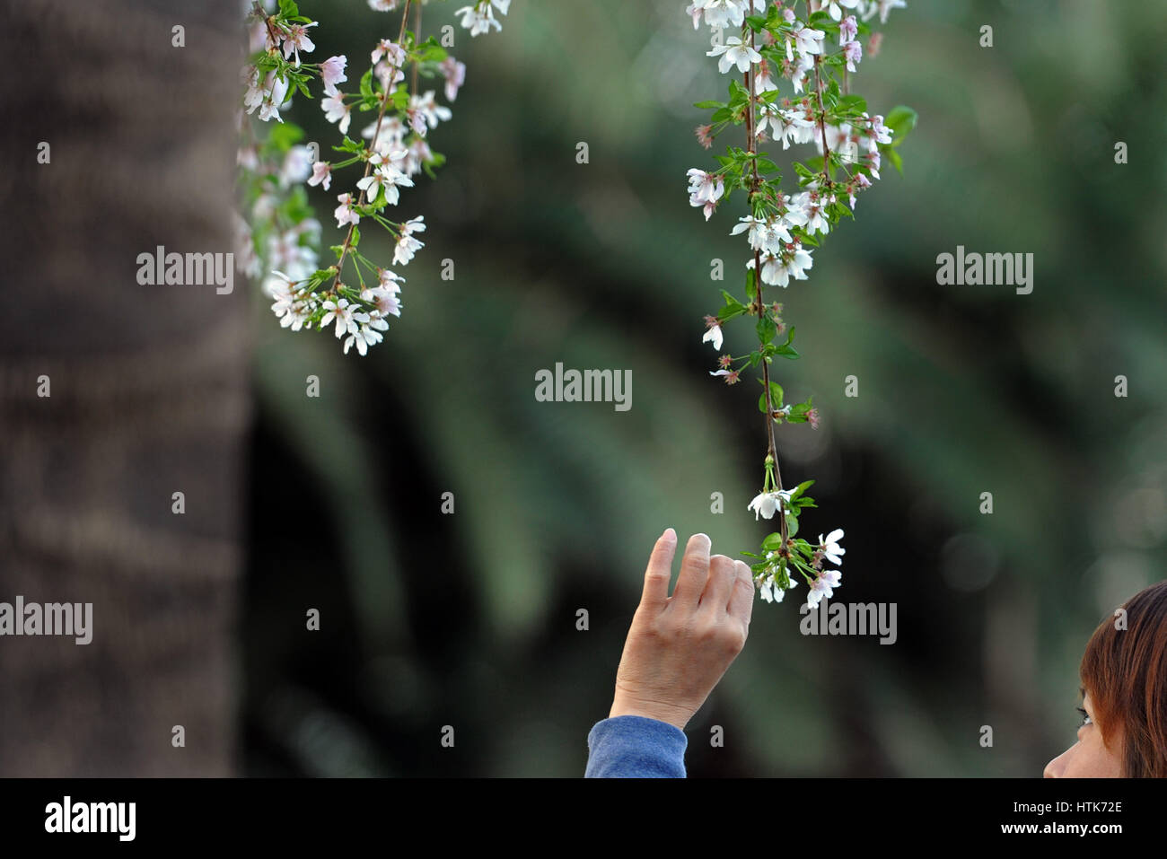 Singapore. 12th Mar, 2017. A visitor views flowers in Singapore's Gardens by the Bay on March 12, 2017. 'Blossom Bliss' will be held in the Gardens by the Bay till March 24, displaying 27 types of cherry blossoms with the total of 325 cherry trees from Japan and Germany, as well as 40 peach trees from China. Credit: Then Chih Wey/Xinhua/Alamy Live News Stock Photo