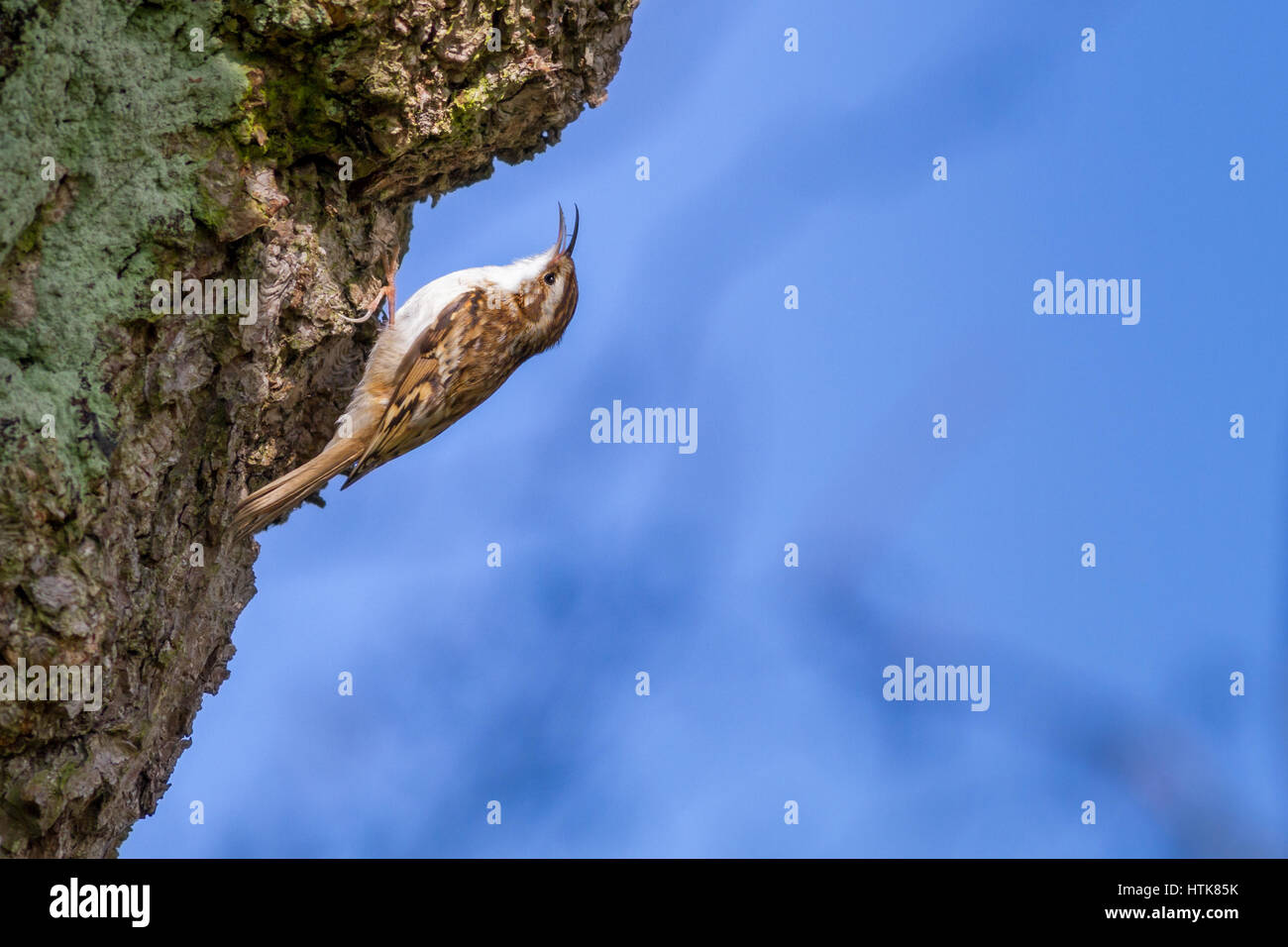 UK wildlife UK weather BurleyinWharfedale, West Yorkshire, UK. 12th