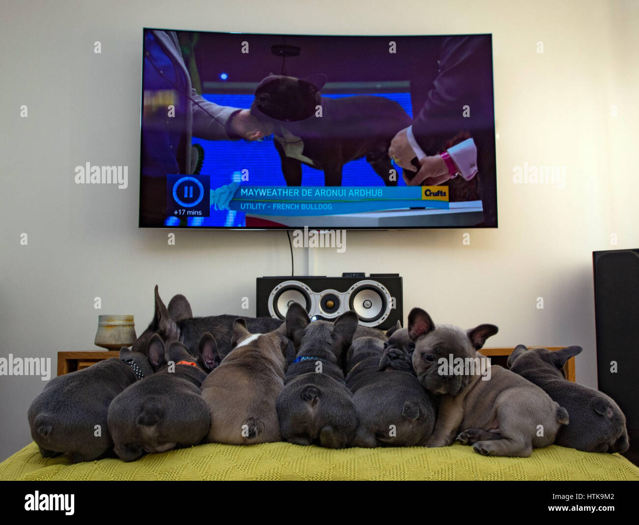 Newlyn, Cornwall, UK. 12th Mar, 2017. French bulldog pups, from a litter of 8, watching Crufts on TV. Credit: Simon Maycock/Alamy Live News Stock Photo