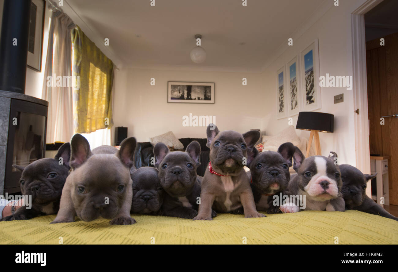 Newlyn, Cornwall, UK. 12th Mar, 2017. French bulldog pups, from a litter of 8, watching Crufts on TV. Credit: Simon Maycock/Alamy Live News Stock Photo