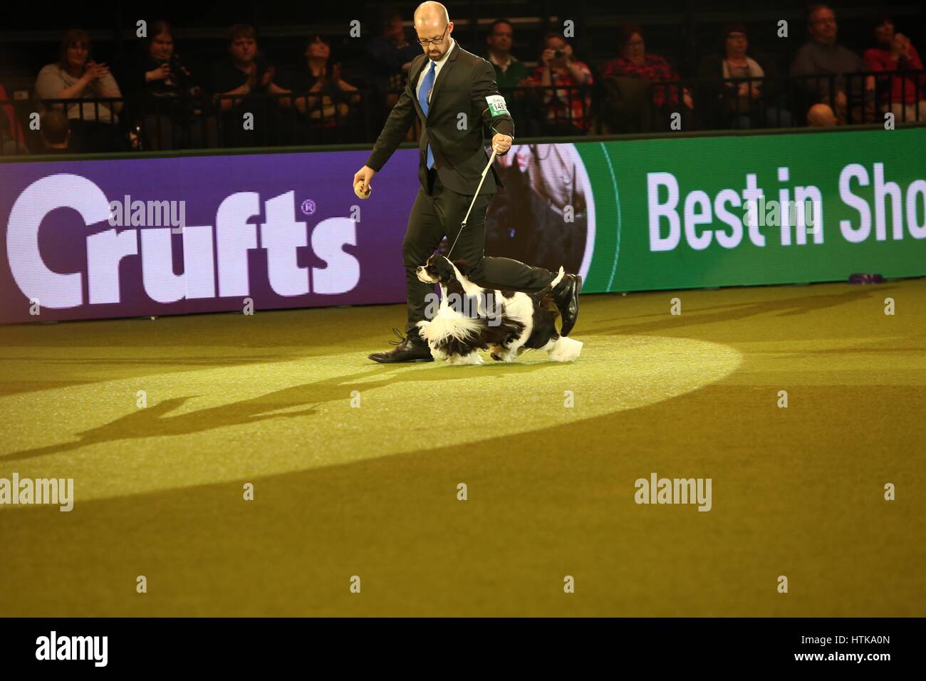 Crufts Best in Show, Birmingham, UK. 12th Mar, 2017. Crufts 2017 Champion Afterglow Miami Ink, an American Cocker Spaniel from Blackpool shown by Jason Lynn who is the joint owner of Miami with Rui Da Silva. Credit: Jon Freeman/Alamy Live News Stock Photo