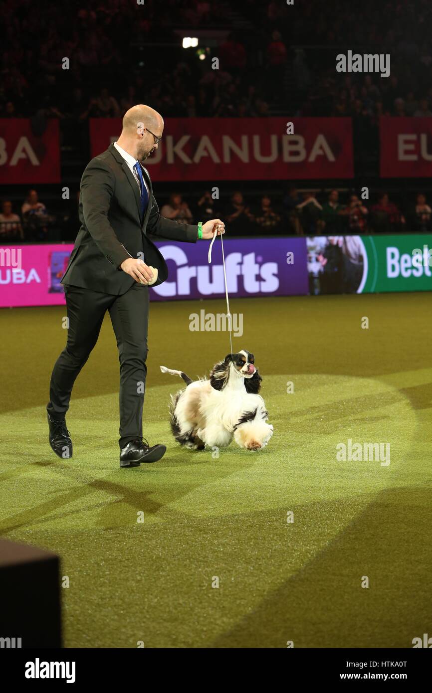 Crufts Best in Show, Birmingham, UK. 12th Mar, 2017. Crufts 2017 Champion Afterglow Miami Ink, an American Cocker Spaniel from Blackpool shown by Jason Lynn who is the joint owner of Miami with Rui Da Silva. Credit: Jon Freeman/Alamy Live News Stock Photo