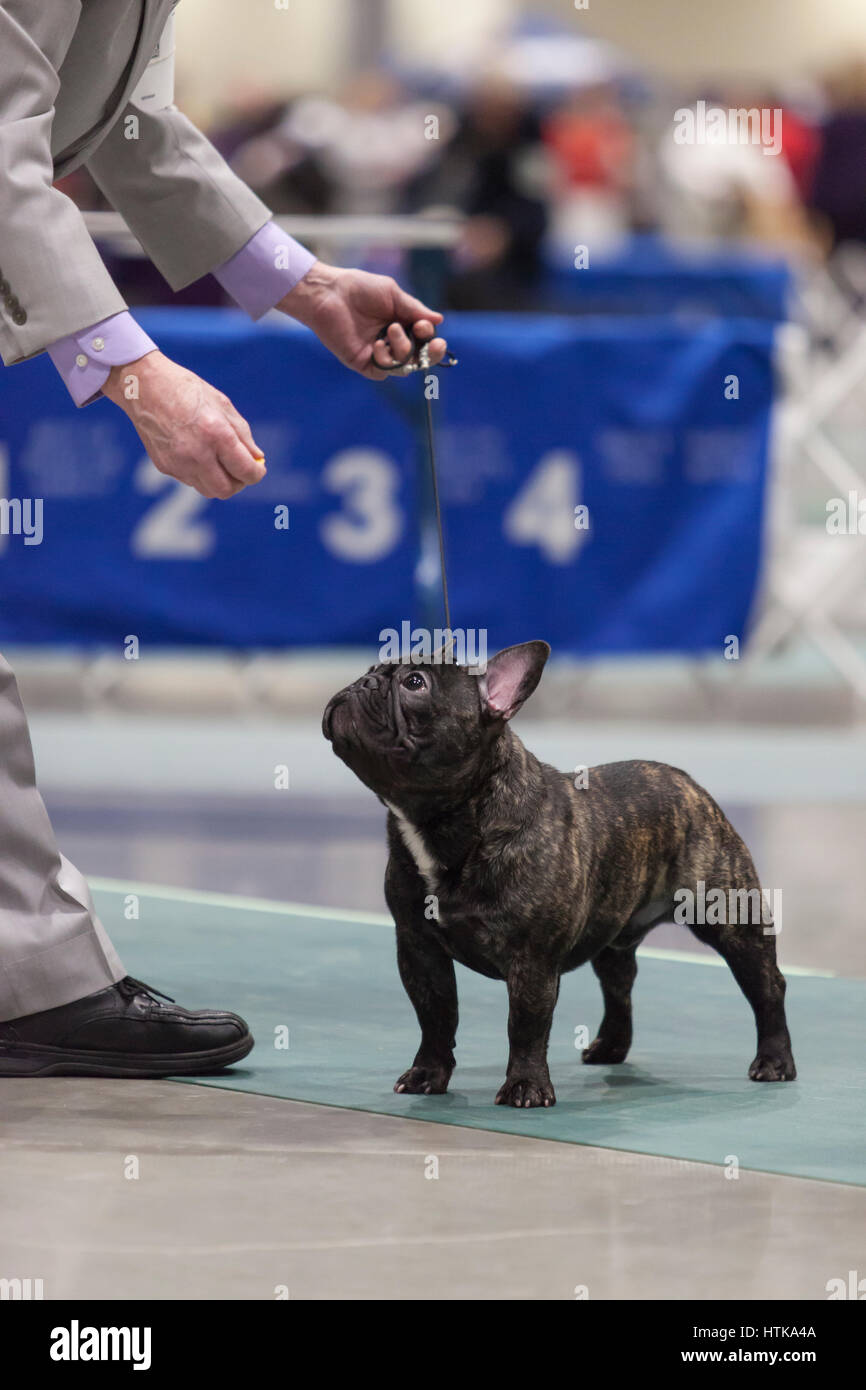 Kennel club bulldog hi-res stock photography and images - Alamy