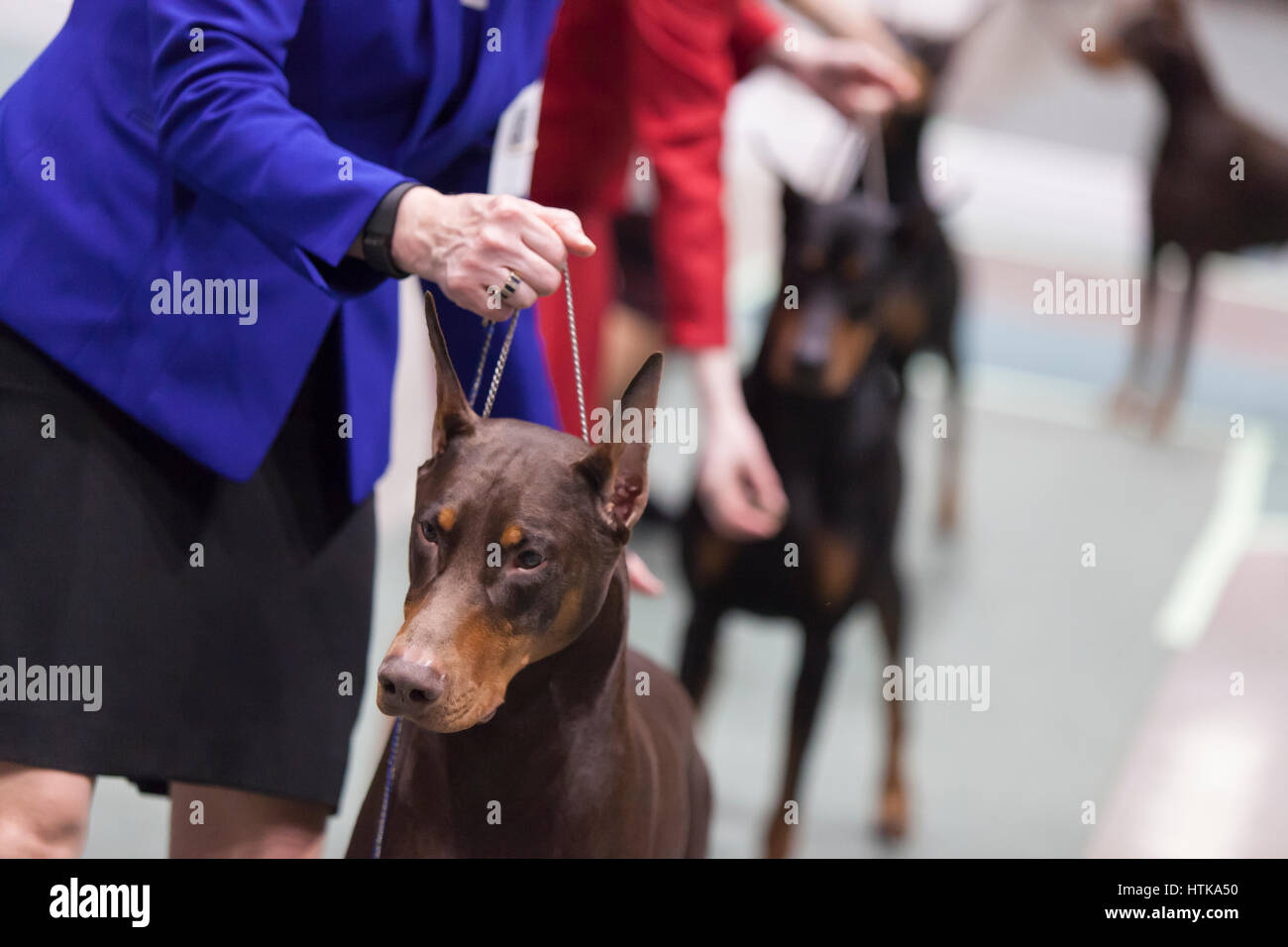 Seattle, Washington DC, USA. 11th March 2017. Doberman Pinschers in the ring at the 2017 Seattle Kennel Club Dog Show. Approximately 160 different breeds participate in the annual All-Breed dog show at CenturyLink Field Event Center. Credit: Paul Gordon/Alamy Live News Stock Photo