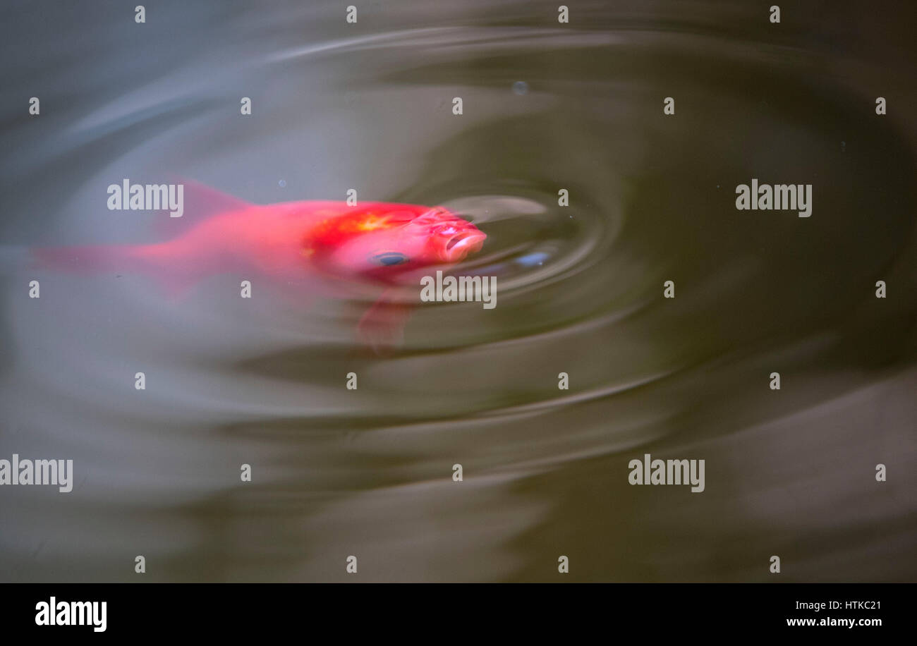 Roseburg, Oregon, USA. 12th Mar, 2017. A goldfish surfaces in the water of a cattle trough on a