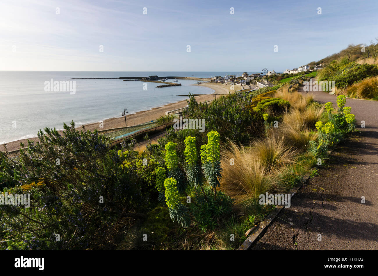 Lyme Regis, Dorset, UK.  13th March 2017.  UK Weather. Beautiful warm spring sunshine and blues skies during the morning at the seaside resort of Lyme Regis on the Dorset Jurassic Coast.  The view is of the Cobb harbour from Langmoor Gardens.  Photo by Graham Hunt/Alamy Live News Stock Photo