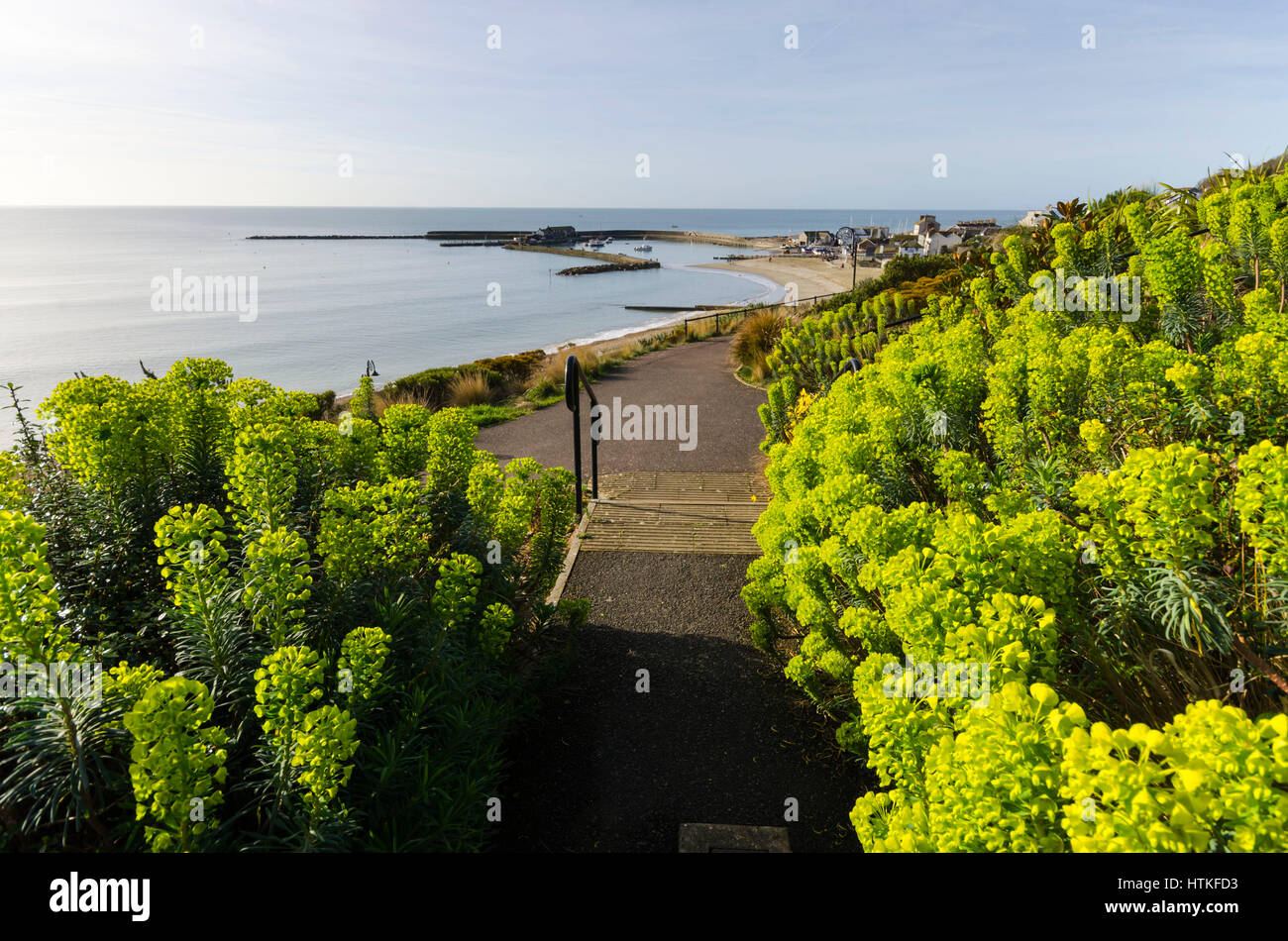 Lyme Regis, Dorset, UK.  13th March 2017.  UK Weather. Beautiful warm spring sunshine and blues skies during the morning at the seaside resort of Lyme Regis on the Dorset Jurassic Coast.  The view is of the Cobb harbour from Langmoor Gardens.  Photo by Graham Hunt/Alamy Live News Stock Photo