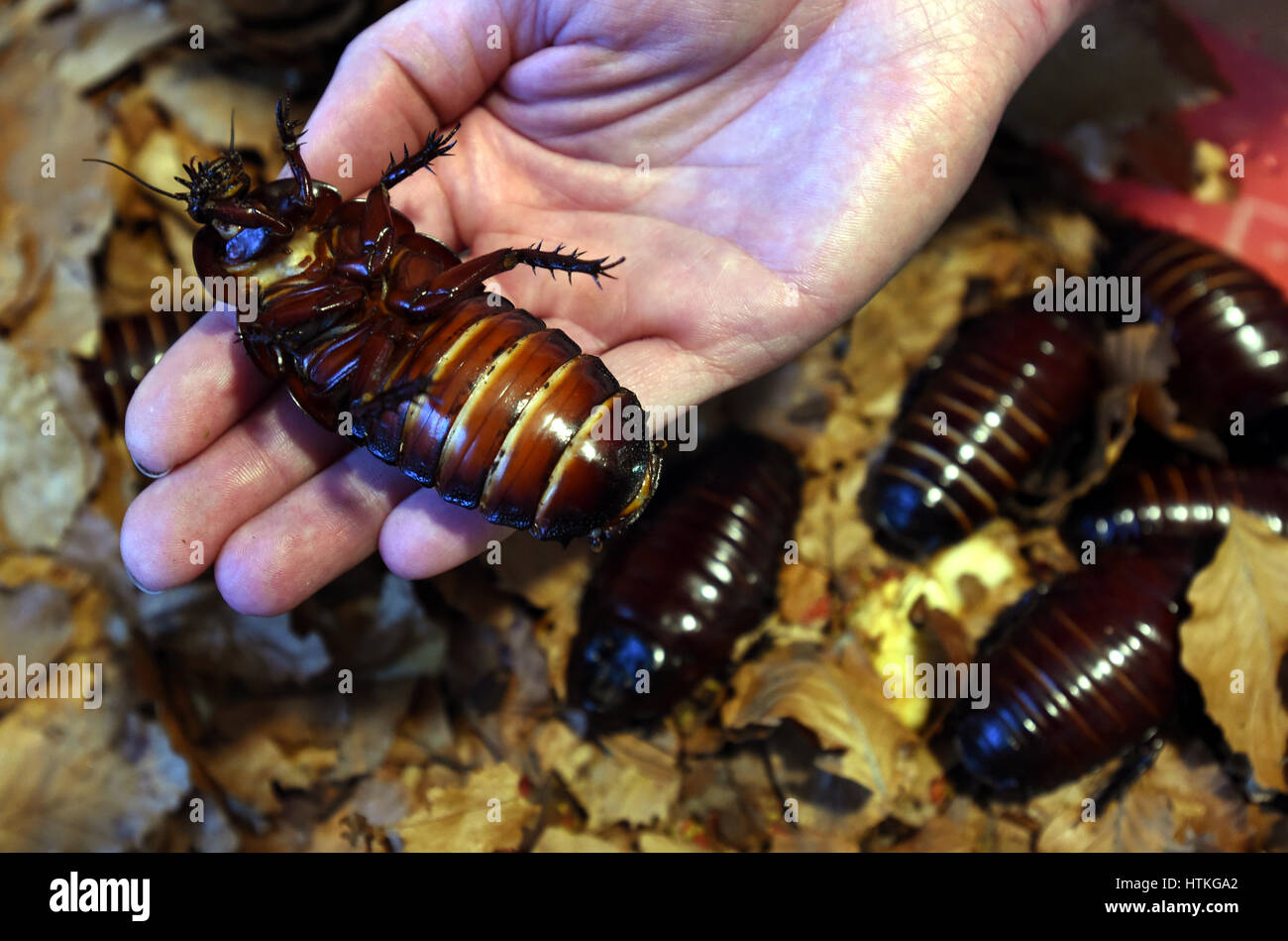 Macropanesthia rhinoceros hires stock photography and images Alamy