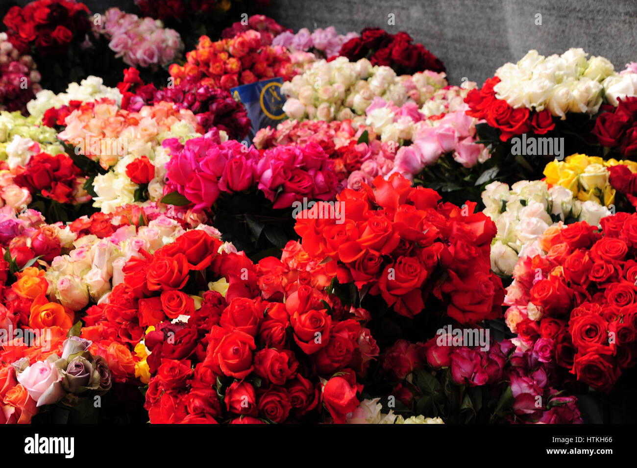 In the rose plantation "Rose Success" in the Andes Highlands in