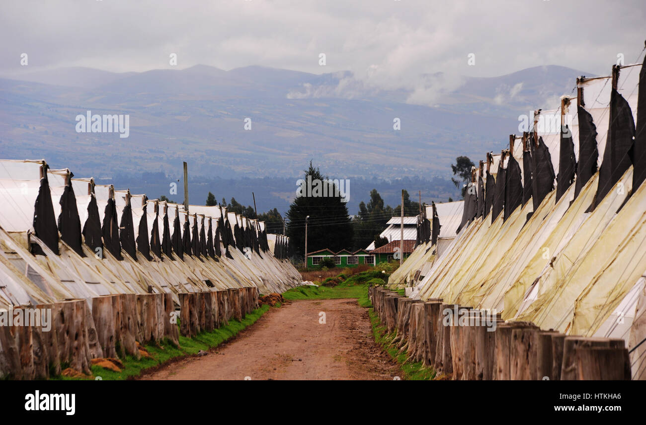 PhIn the rose plantation "Rose Success" in the Andes Highlands in