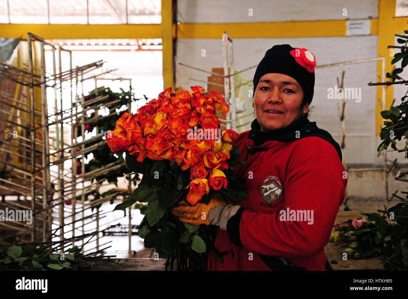 In the rose plantation "Rose Success" in the Andes Highlands in