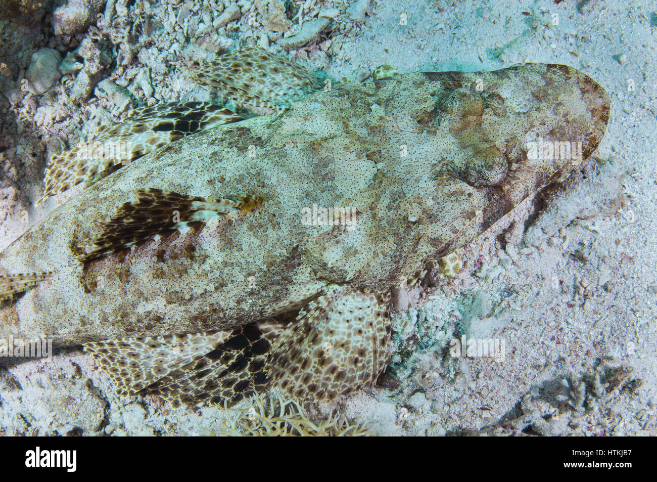 Red Sea, Egypt. 7th June, 2016. Portrait of Tentacled flathead or Crocodilefish (Papilloculiceps longiceps), Red sea, Sharm El Sheikh, Sinai Peninsula, Egypt Credit: Andrey Nekrasov/ZUMA Wire/ZUMAPRESS.com/Alamy Live News Stock Photo