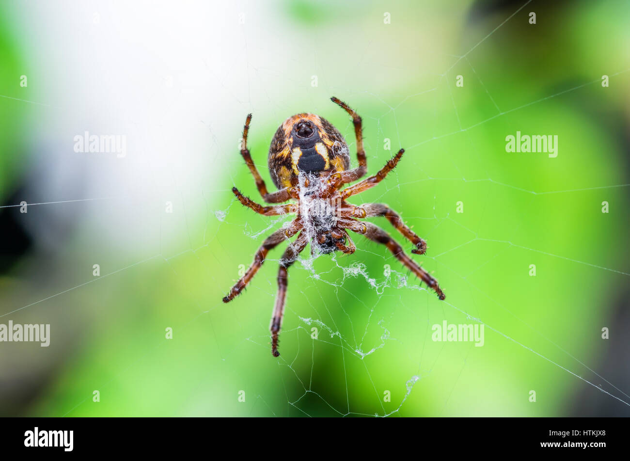 Spider Trap on Web Stock Photo