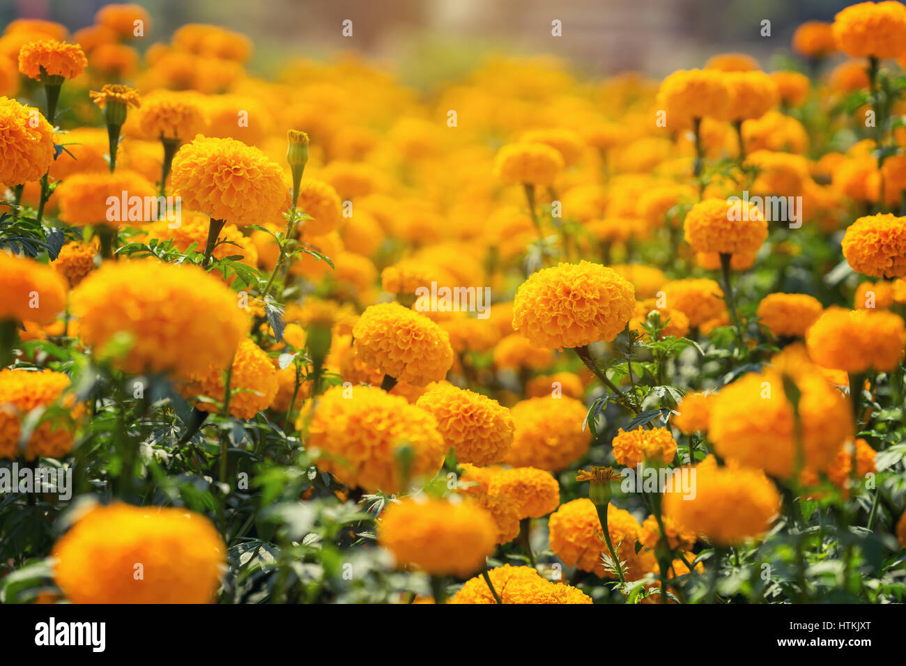 Mexican marigold hires stock photography and images Alamy