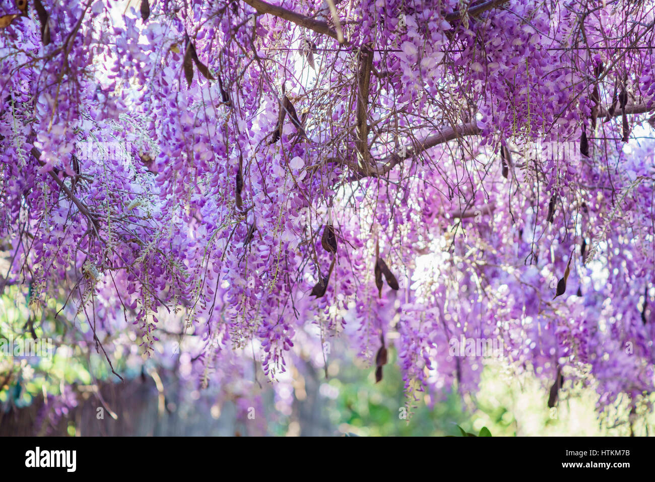 The world oldest Wistaria blossom at Sierra Madre, California Stock