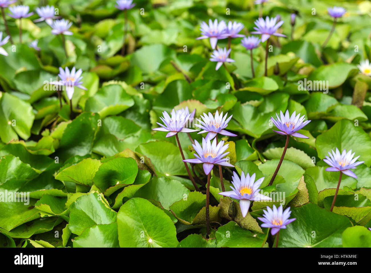 Blooming violet flowers of the water lily and green leaves in the Cloud Forest in Singapore. Closeup photo. Horizontal. Stock Photo