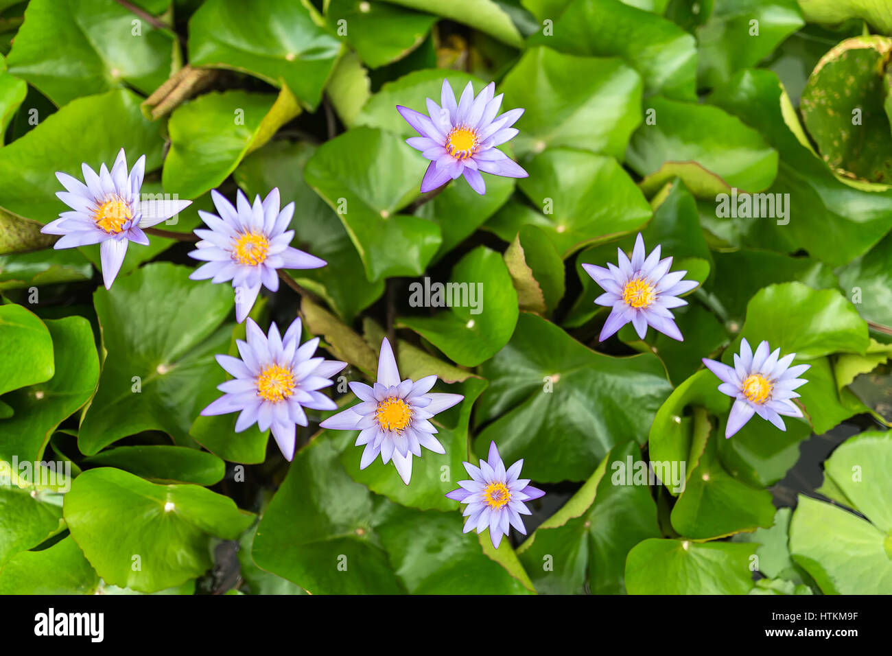 Flowering violet flowers of the water lily on the green leaves background in the Cloud Forest in Singapore. Shoot from above. Closeup photo. Horizonta Stock Photo