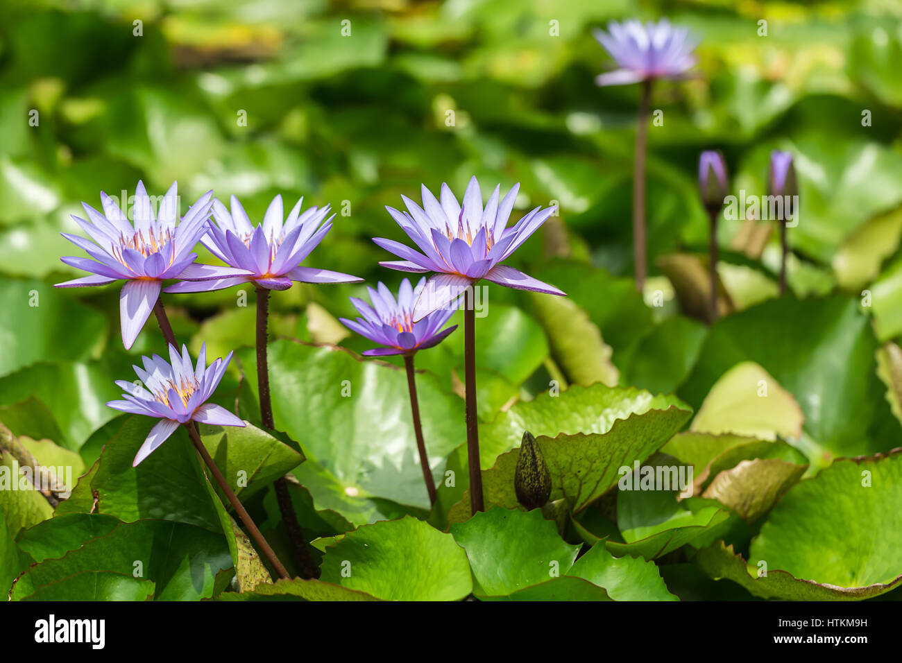 Several flowering violet flowers of the water lily on the green leaves background in the Cloud Forest in Singapore. Closeup photo. Horizontal. Stock Photo