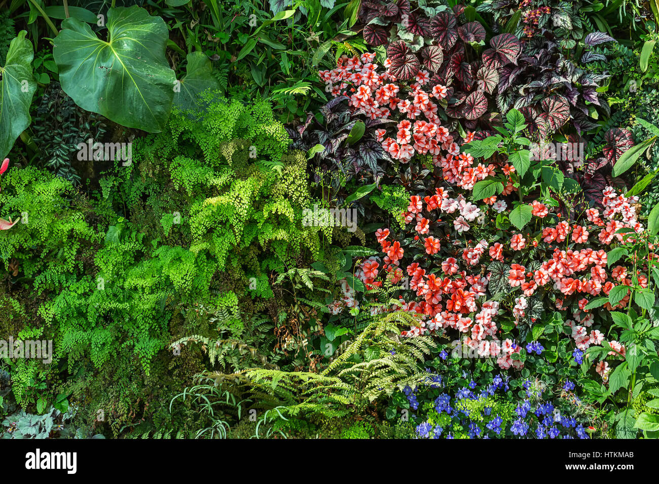 Colorful flora in the Cloud Forest in Singapore. There are multi-colored blooming flowers, green plants and ferns. Sunlight shines on them. Closeup. H Stock Photo