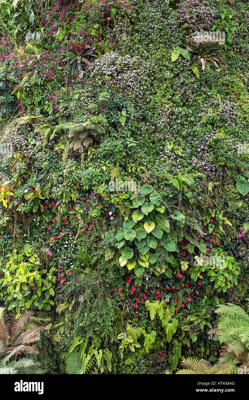 Motley flora in the Cloud Forest in Singapore. There are blooming flowers, green plants and ferns. Closeup. Vertical. Stock Photo