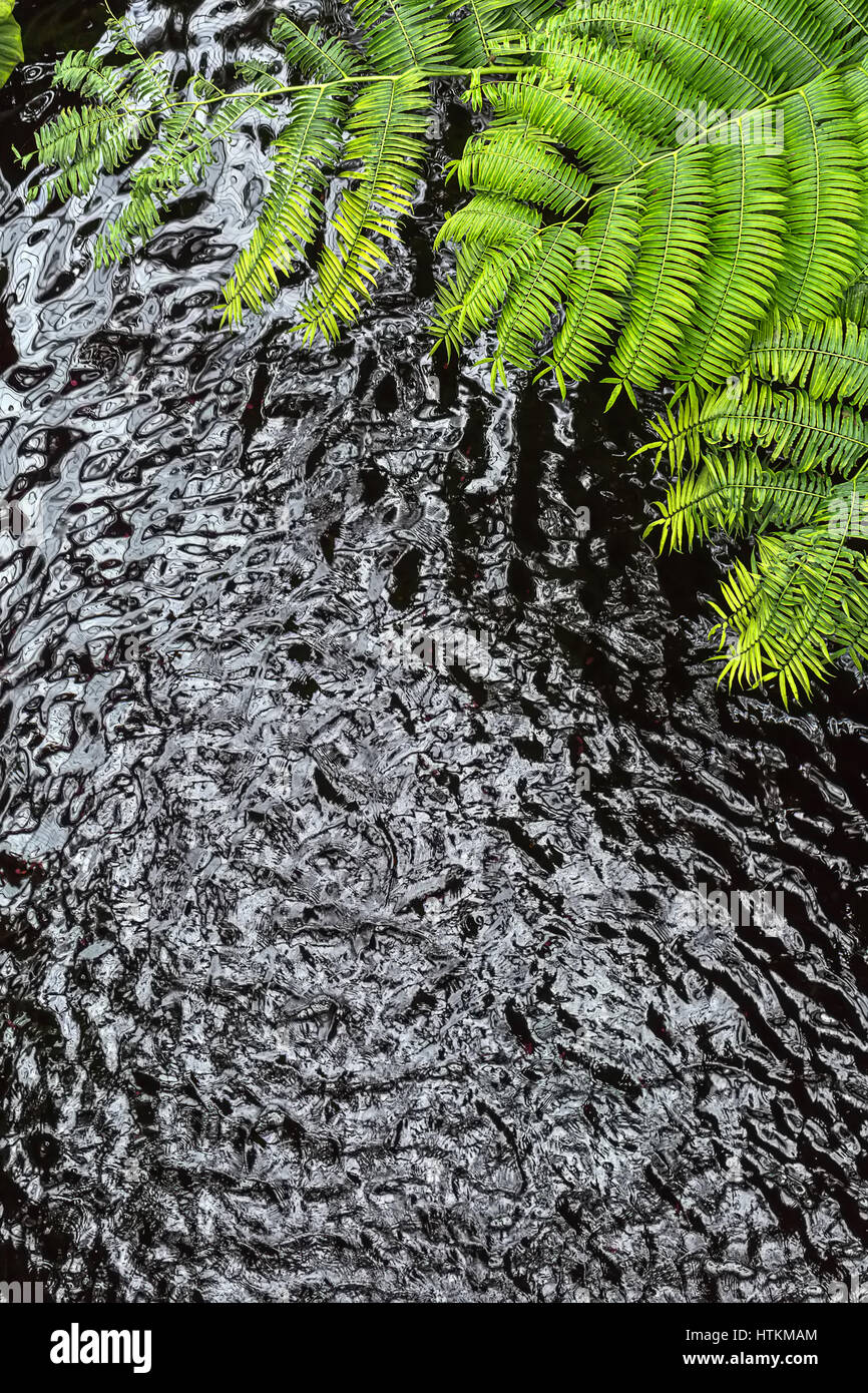 Large green ferns over the dark water surface in the Cloud Forest in Singapore. Closeup. Vertical. Stock Photo