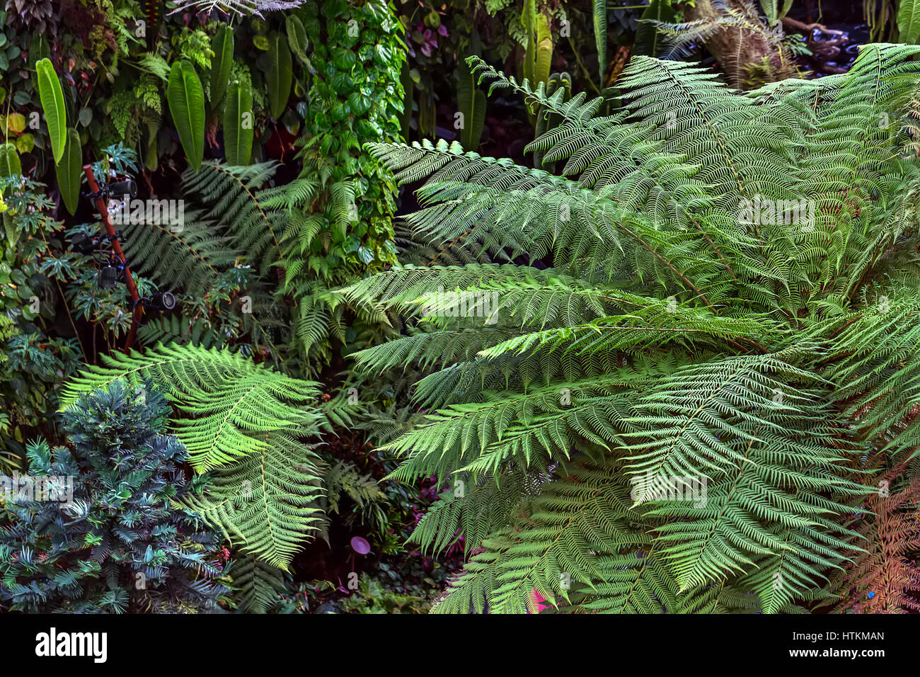 Big green fern on the background of the multi-colored plants. It is the Cloud Forest in Singapore. Closeup. Horizontal. Stock Photo