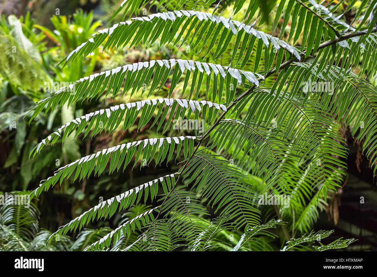 Green leaves of the fern on the blurry background of the plants. It is the Cloud Forest in Singapore. Closeup. Horizontal. Stock Photo