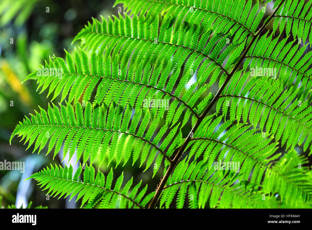 Fern branch with green leaves on the blurry nature background. Closeup photo. Horizontal. Stock Photo