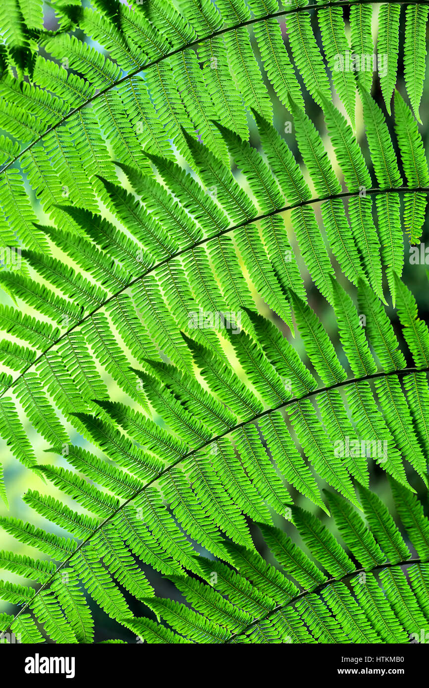 Beautiful fern branch with green leaves on the blurry background. Closeup photo. Vertical. Stock Photo
