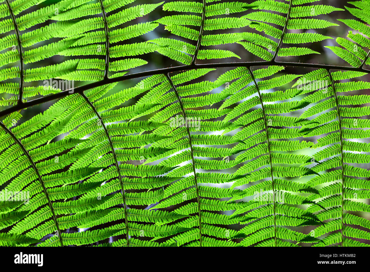 Amazing fern branch with green leaves on the blurry nature background. Closeup photo. Horizontal. Stock Photo