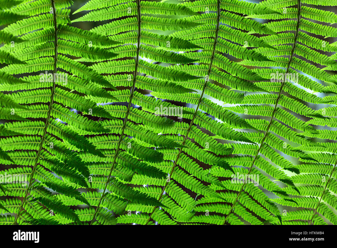 Nice fern branch with green leaves on the blurry background. Closeup photo. Horizontal. Stock Photo