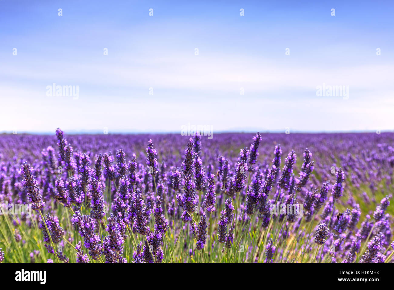Lavender flower blooming scented fields in endless rows and a blue
