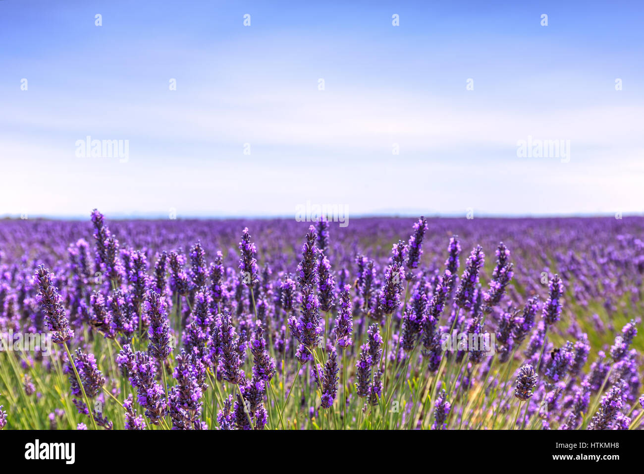 Lavender flower blooming scented fields in endless rows and a blue cloud sky. Landscape in Valensole plateau, Provence, France, Europe. Stock Photo