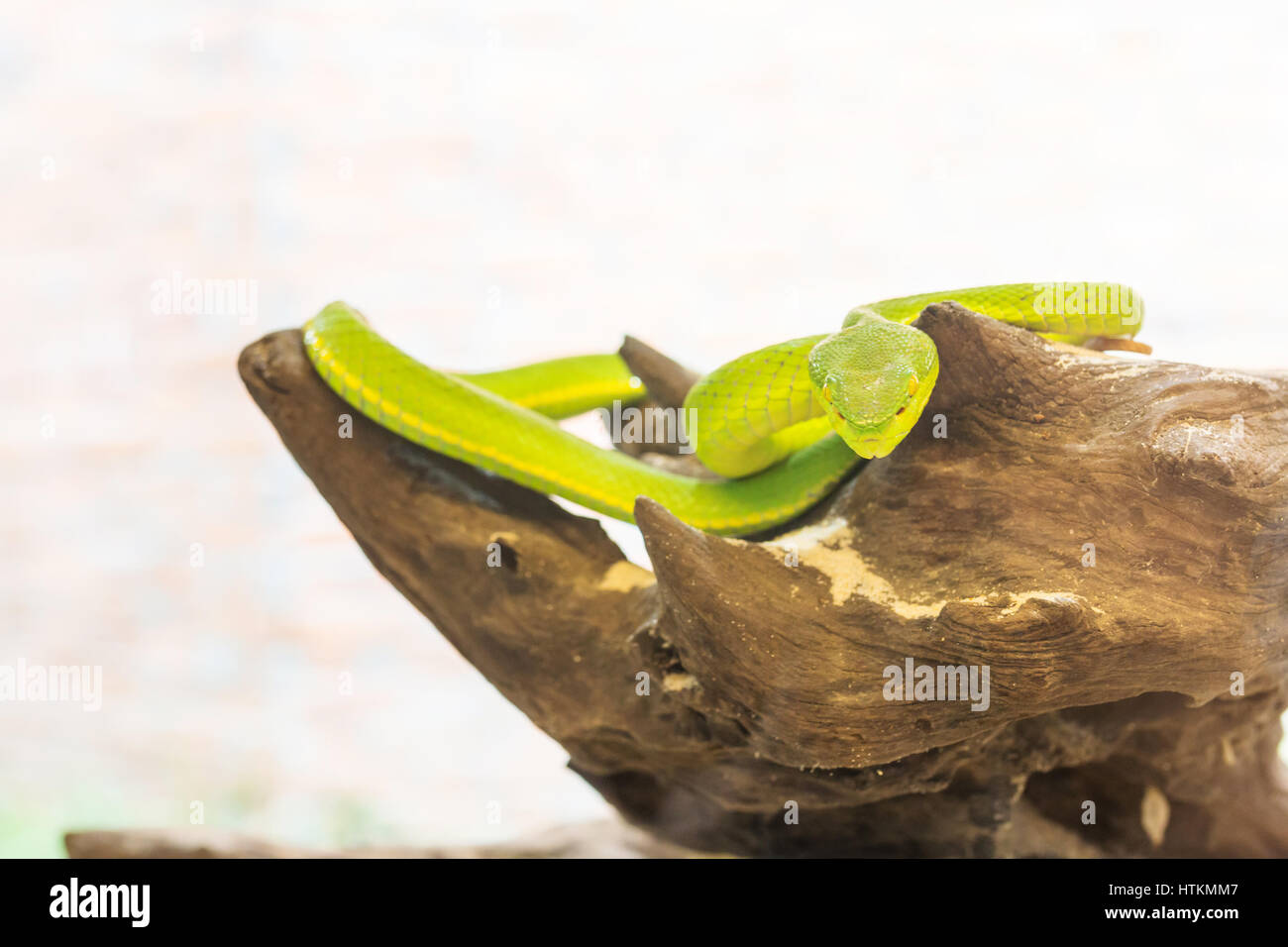 Snake,Green pit viper, Asian pit viper, Trimeresurus (Viperidae) in nature Stock Photo