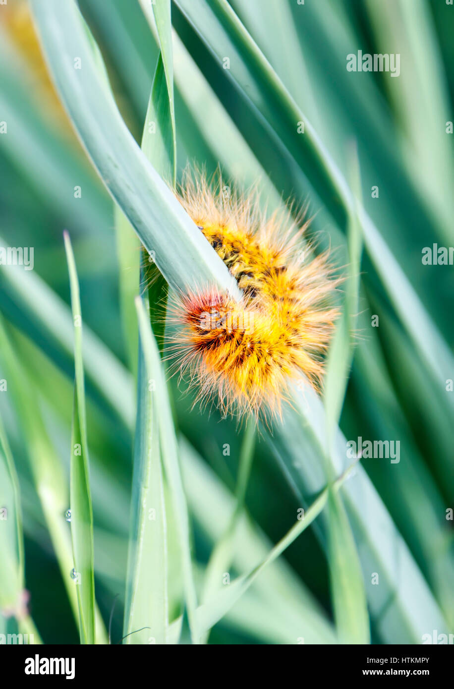 Shaggy caterpillar in the grass on green leaf Stock Photo - Alamy