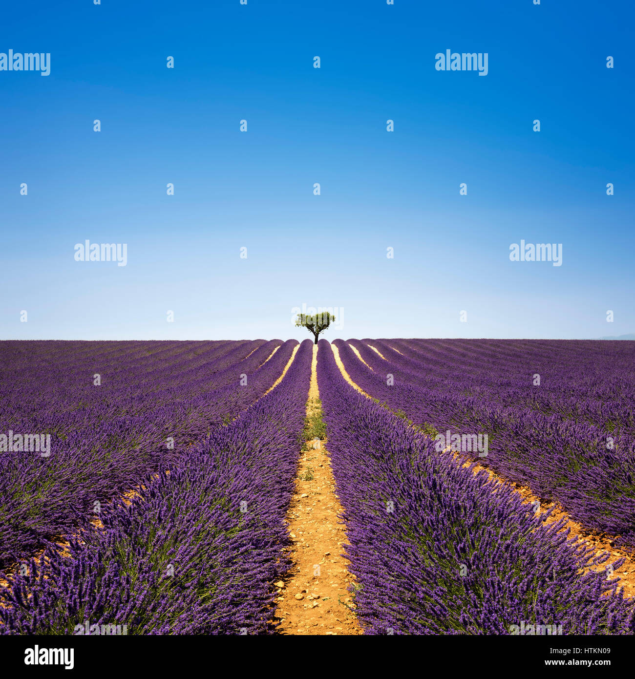 Lavender flowers blooming field and a lonely tree uphill. Valensole