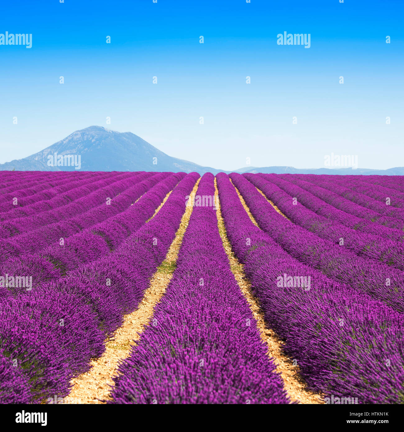 Lavender flower blooming scented fields in endless rows and mountain on background. Valensole plateau, provence, france, europe. Stock Photo