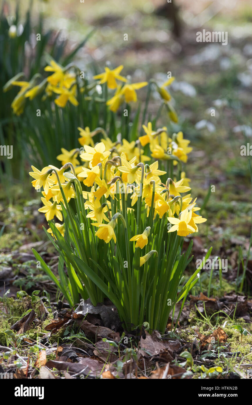 Narcissus 'February Gold'. Daffodil flowers in a woodland. Evenley Wood