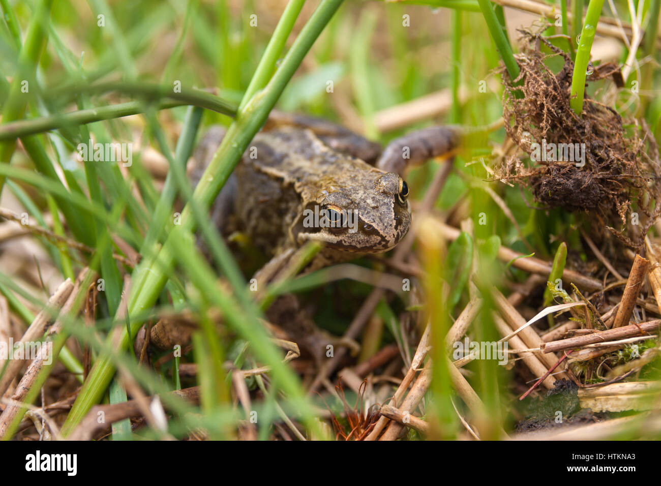 Common European Frog Latin name Rana Temporaria crawling through grass