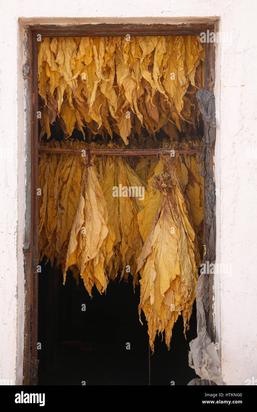 dried out tobacco Tobacco leaves dry whilst hung in a drier during the tobacco harvest at  Dion Tou village, near Shaxi in Yunnan province, China Wednesday August 17,  20 Stock Photo