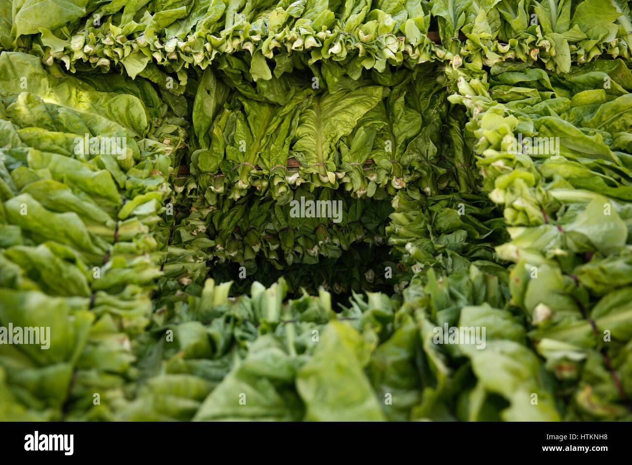 tobacco plant india Tobacco