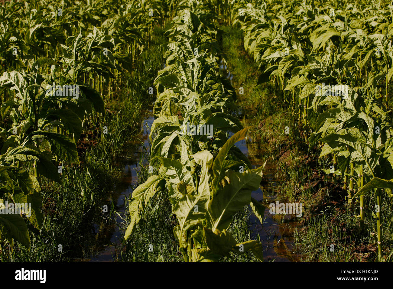 Tobacco plants are pictured in a field, during the tobacco harvest at Dion Tou village, near Shaxi in Yunnan province, China Wednesday August 17, 2016 Stock Photo