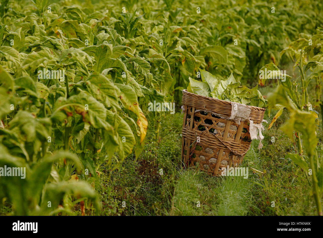 A basket of tobacco leaves, ready for drying, sits in a tobacco field