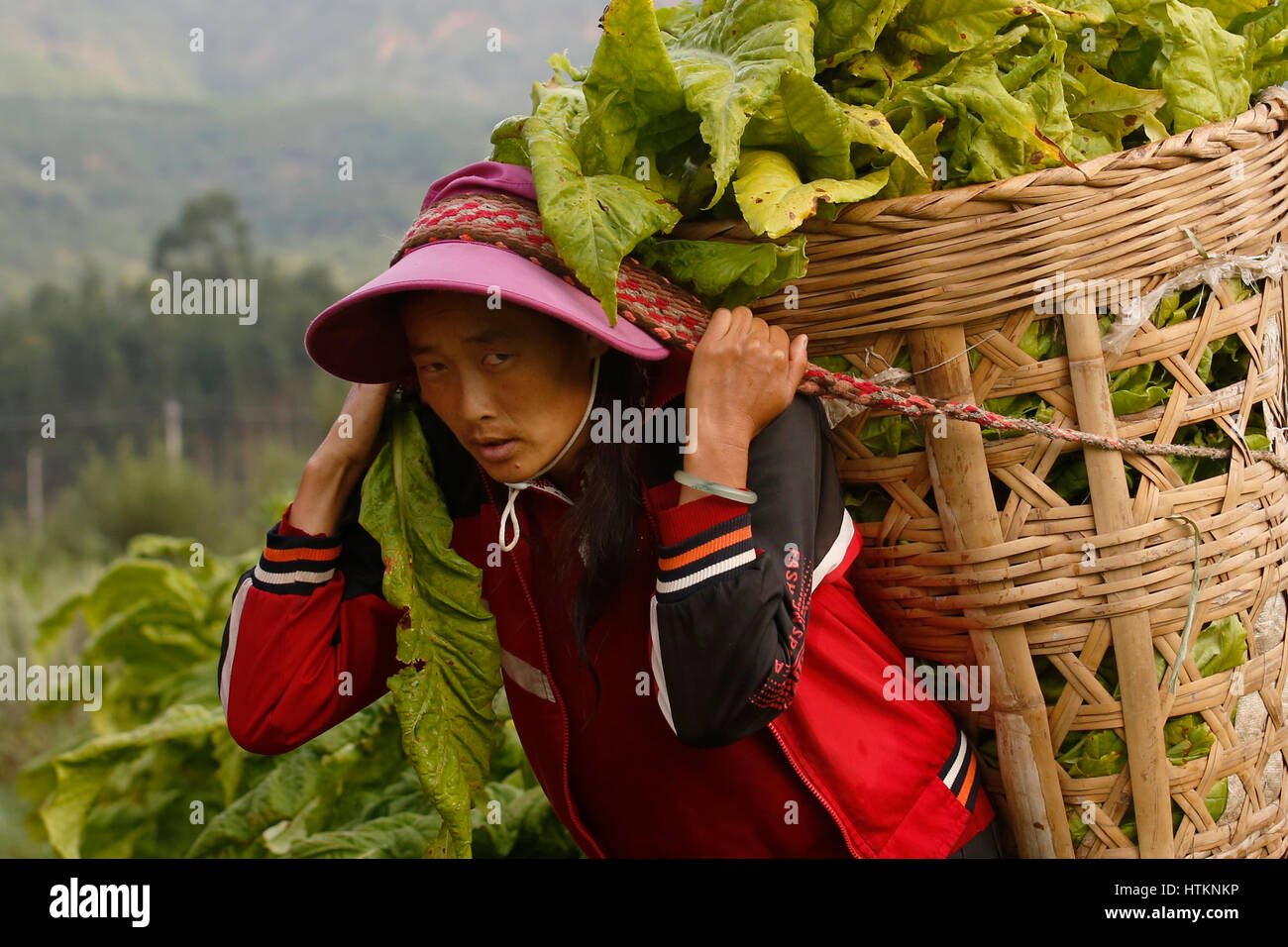 tobacco leaf basket Using her head, a farm worker carries a basket of tobacco leaves, ready for  drying, through a tobacco field during the tobacco harvest at Dion Tou vil  Stock Photo