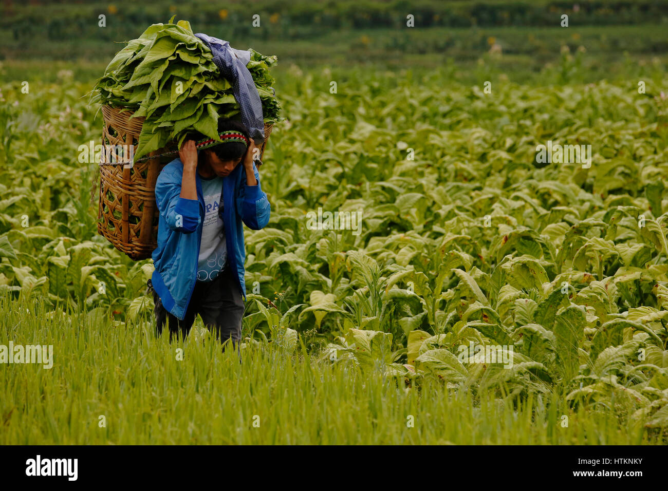 rice tobacco Using his head, a farm worker carries a basket of tobacco leaves, ready for  drying, through fieds of tobacco and rice, during the tobacco harvest at D  Stock Photo