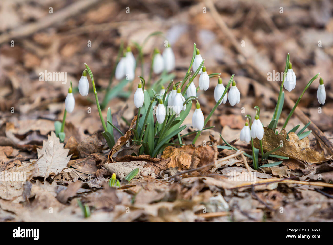 White snowdrops, the first spring flowers in the forest Stock Photo